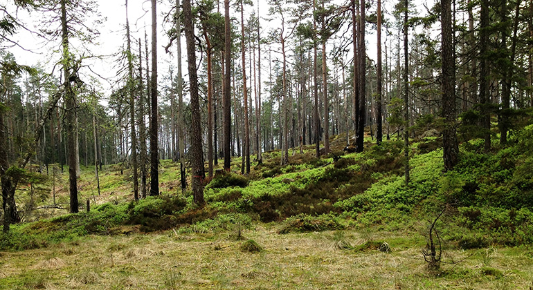 Bjursjöhöjden, Naturreservat