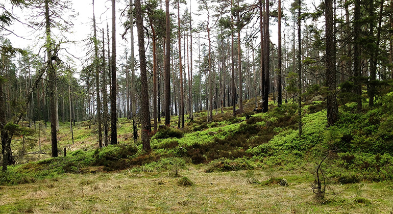 Bjursjöhöjden, Naturreservat