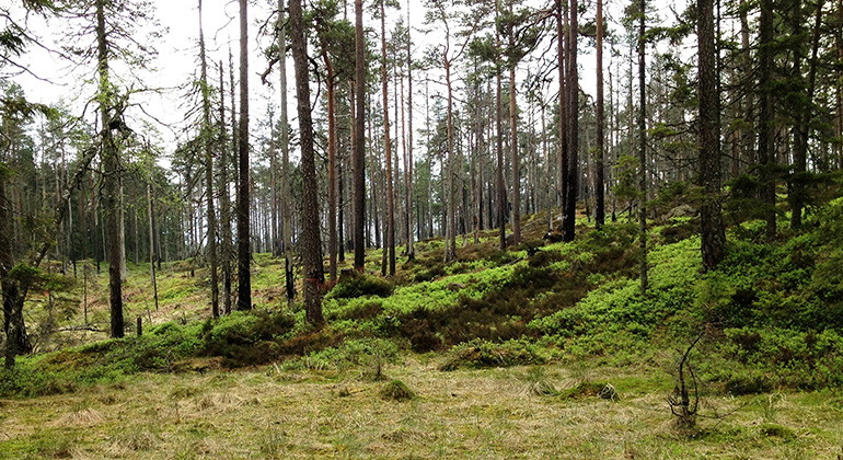 Foto Gunnar Lagerkvist.