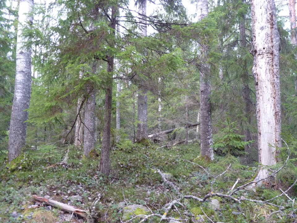 Norrhenninge naturreservat