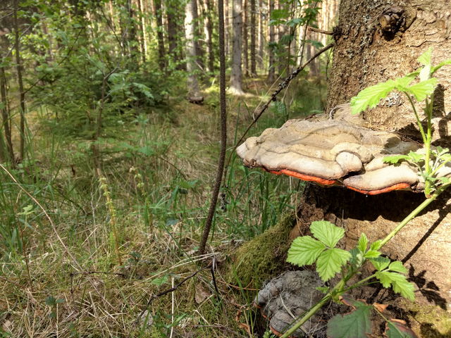 Käringbergen naturreservat