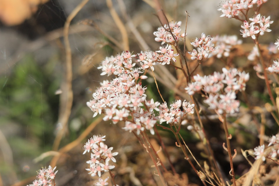 Vit fetknopp. Sällsynt flora och fauna trivs på det kalkrika berget.