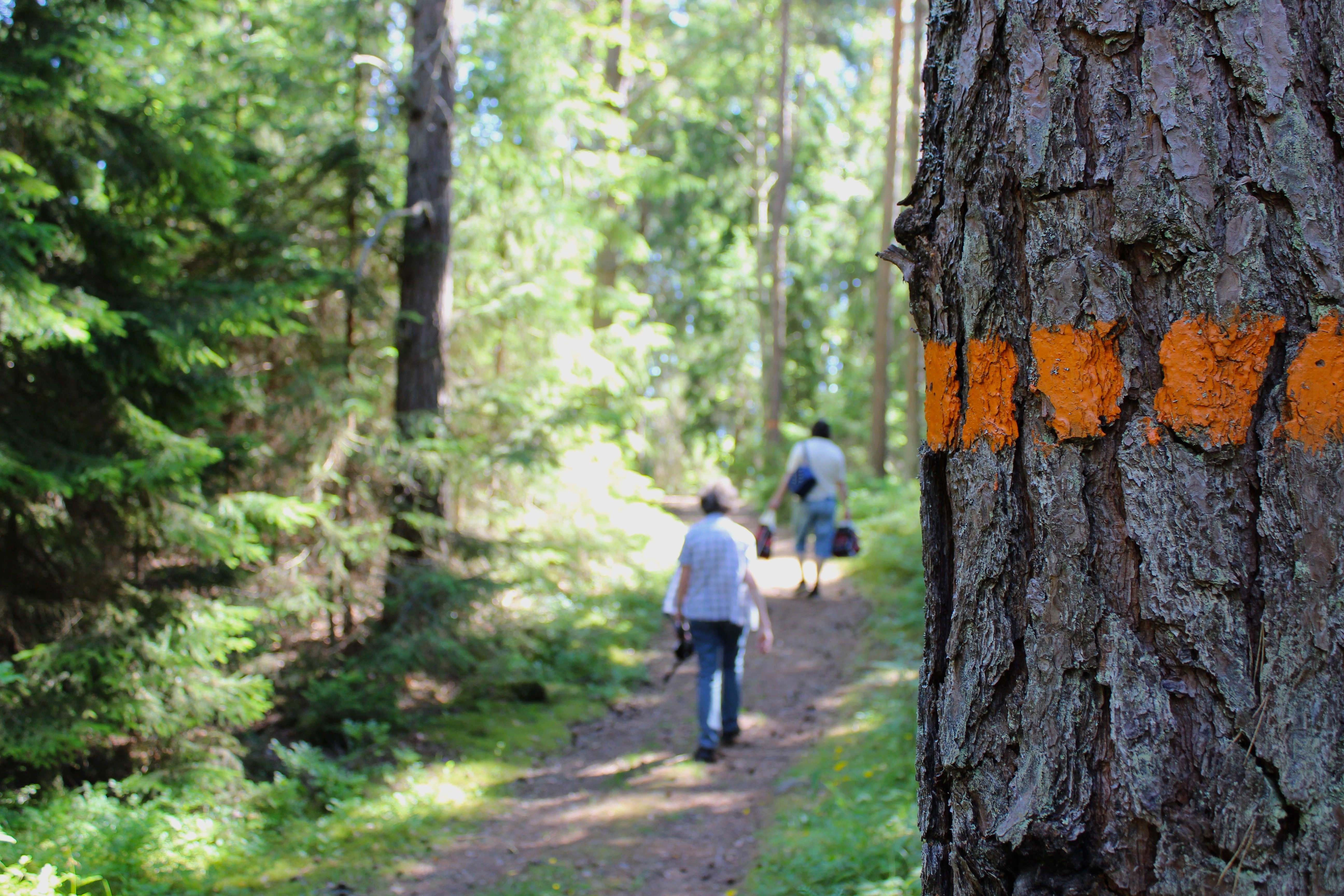 Två vuxna vandrar på en stig i skogen. En orange ledmarkering är målad på trädet i förgrunden.