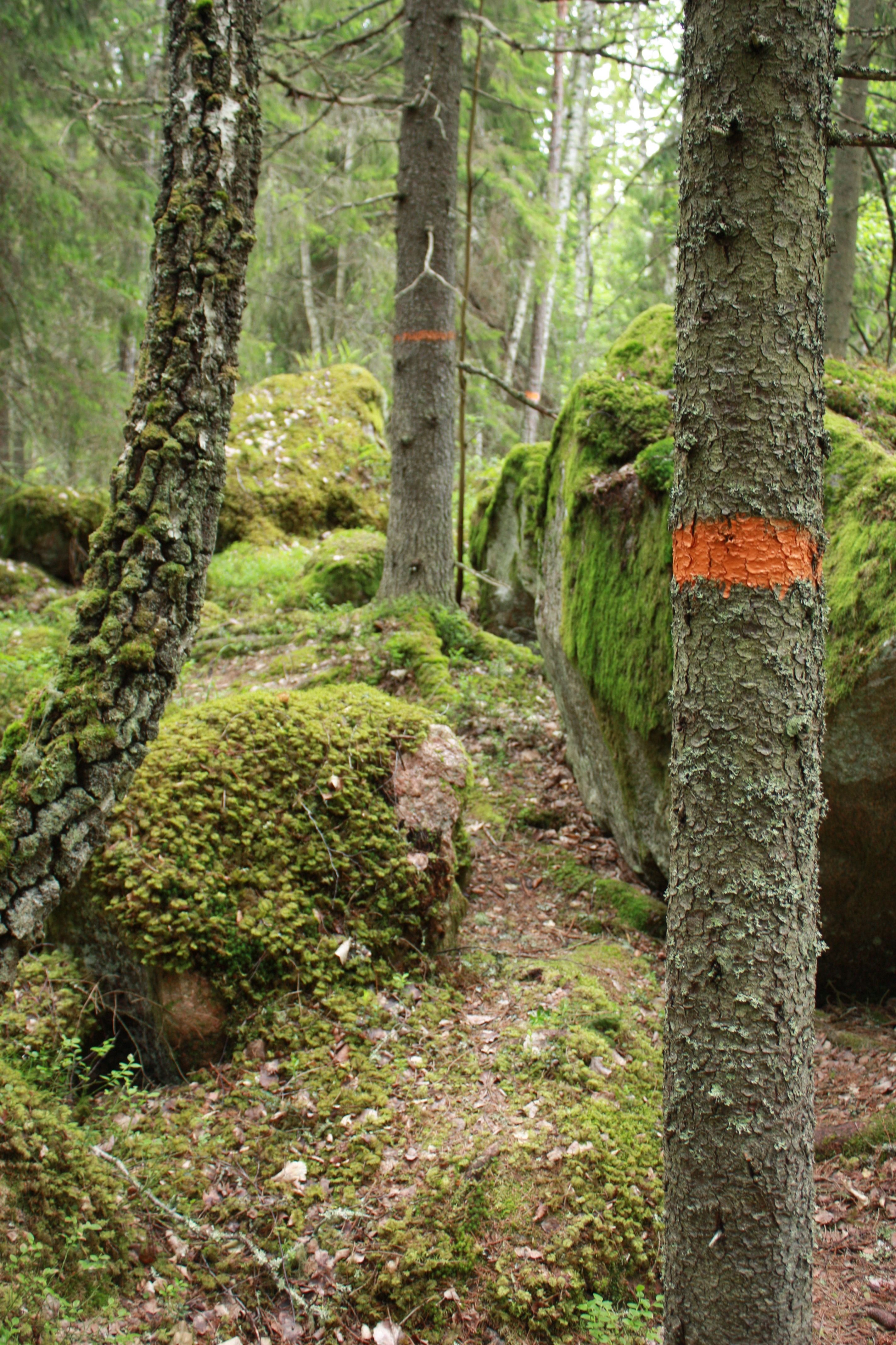 En orange markering på en trädstam i skogen. Terrängen är stenig och ojämn,