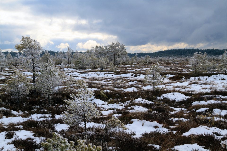 Rankemossen i vintertid. Foto Marainne Holmström