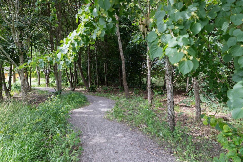 Vy över pumptracken. Ett kurvigt skogsparti.