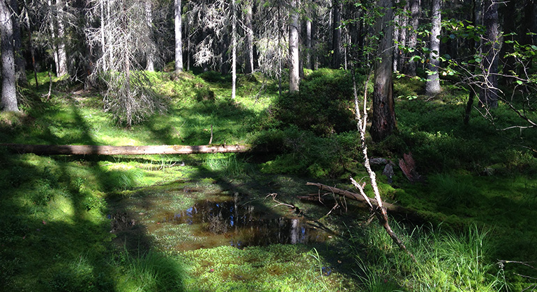 Skogsmark med vattensamling