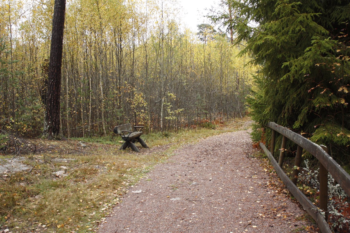 En bred grusad stig går genom skogen. Det ligger många höstlöv på marken och det står en sittbänk vid stigen.