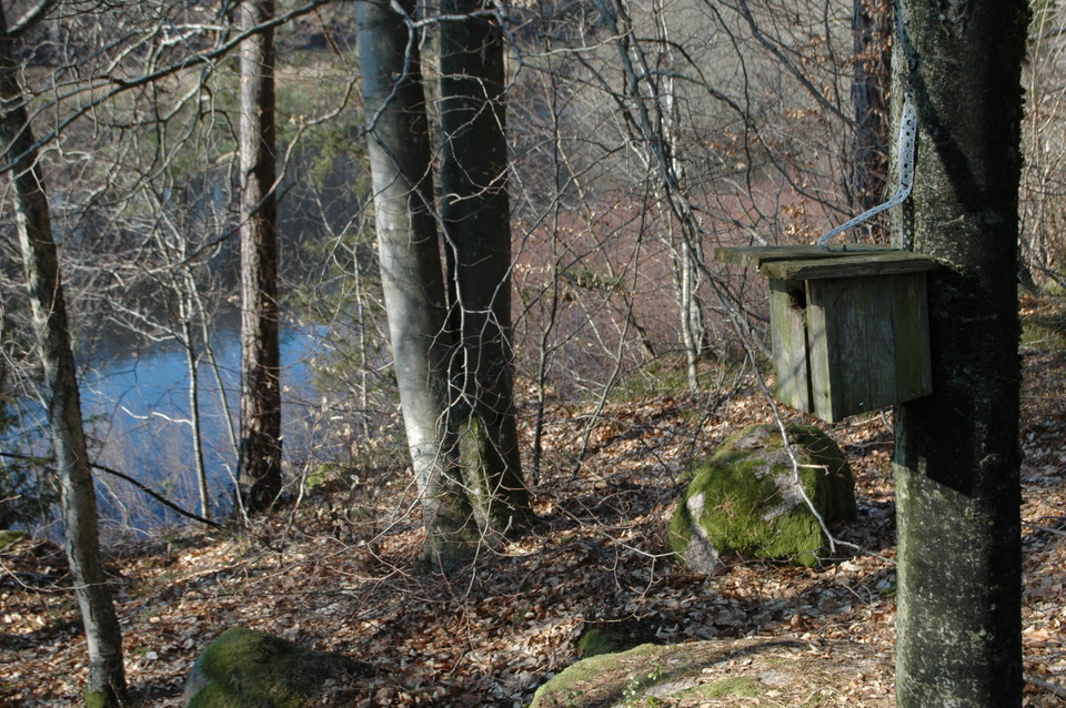 Ån skymtar mellan stammarna