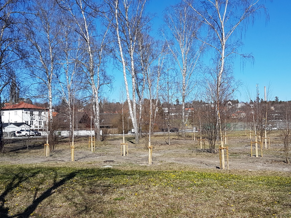 Olympiadungen på Breviksängarna. Foto Lidingö stad.