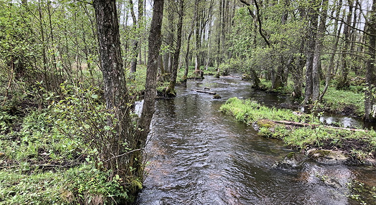 Djurrödsbäcken.
