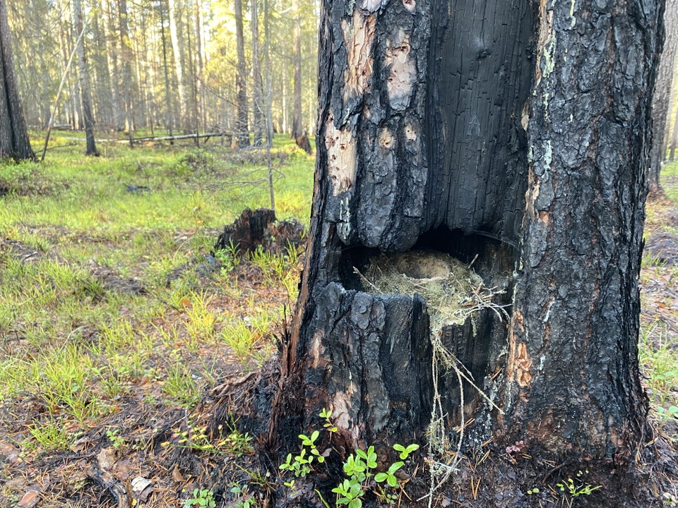Skogen efter naturvårdsbränning.