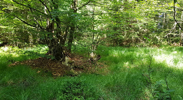 Sumpig alskog. 