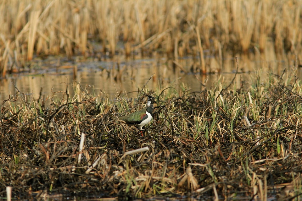 Fågelliv kring Angarnssjöängen. 