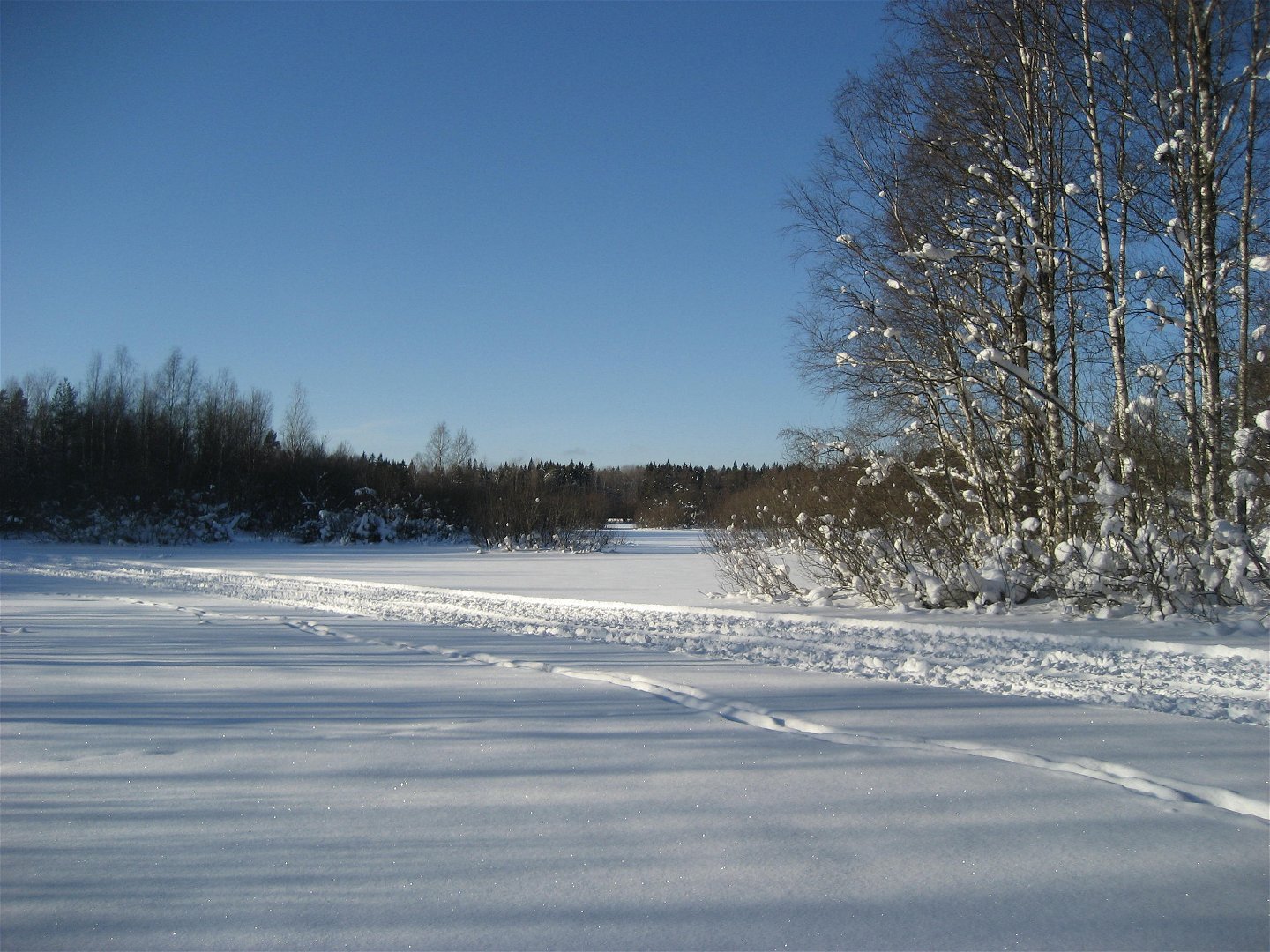 Ett snötäckt flackt område i naturen. I bakgrunden finns buskar och träd och över snön går det olika spår.