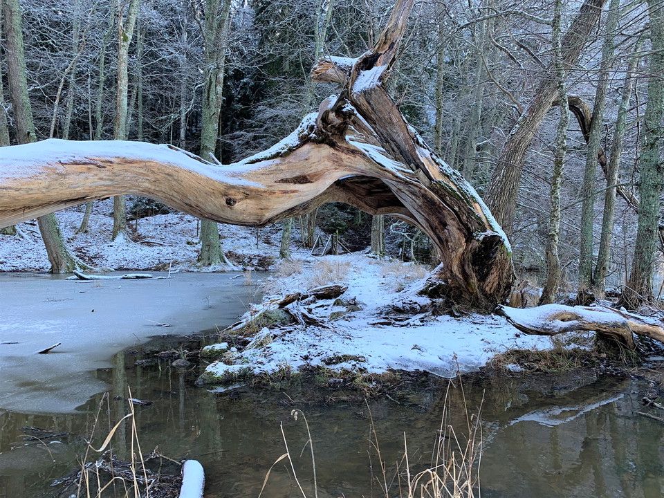 Leden passerar över flera stättor och under en vacker ekstam. Foto: Lena Malmström
