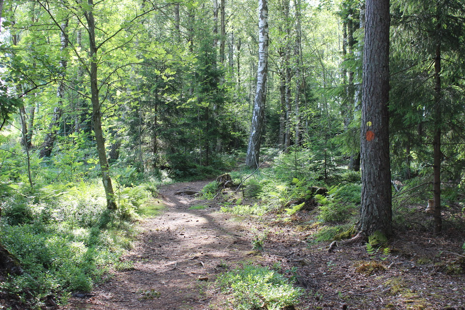 Gulmarkerad stigrunda