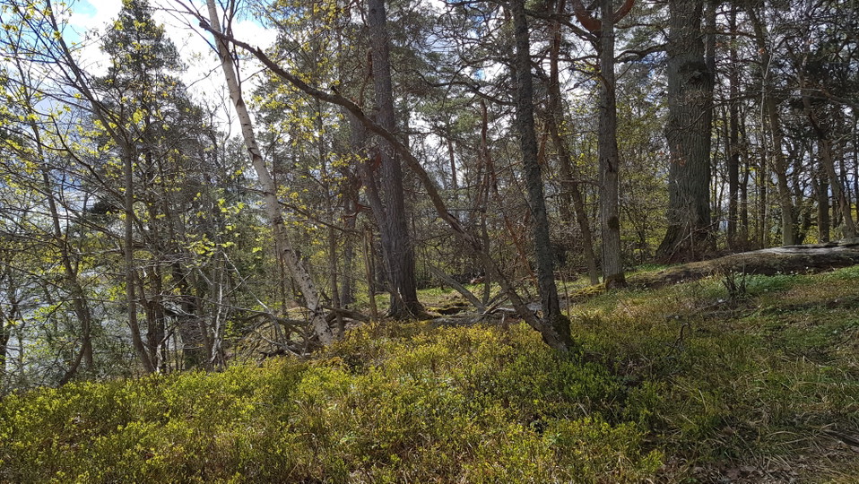 Tall- och ekbacke vid Hustegaholm. Foto Lidingö stad
