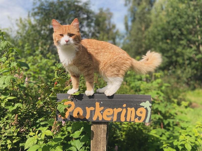 Gårdskatten på ett parkeringsskilt