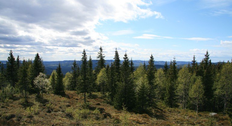 Utsikten från toppen av storberget med trädtoppar i förgrunden och bergen i horisonten.