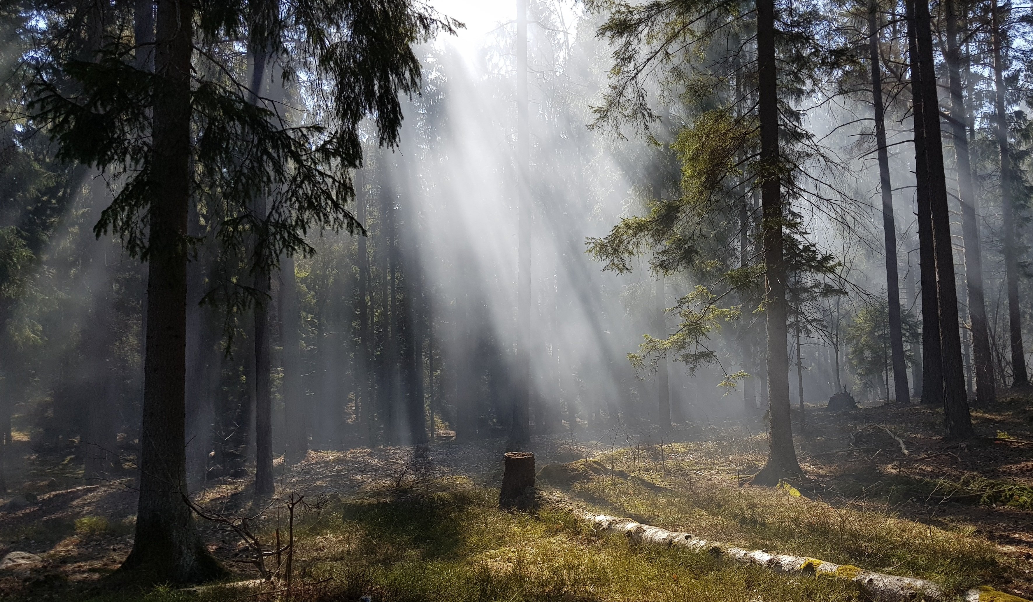 Skog vid Södergarn. Foto Lidingö stad