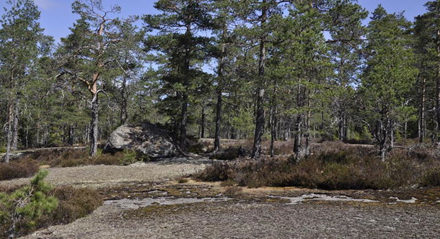 Gällberget, Naturreservat