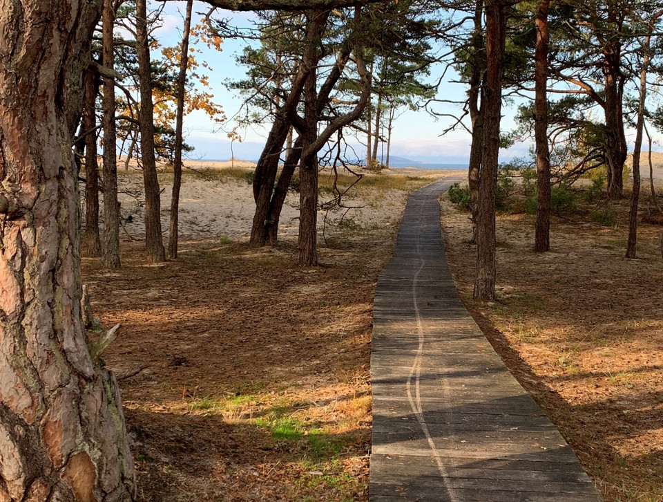 spång mellan tallar med havet i bakgrunden