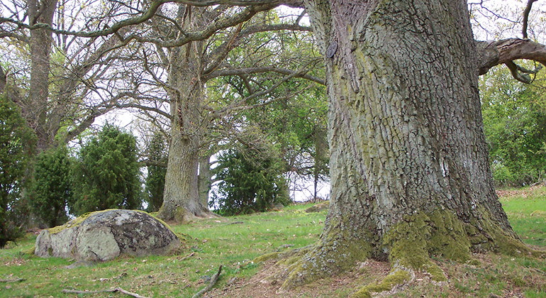 Fotograf: Lars Ljungström