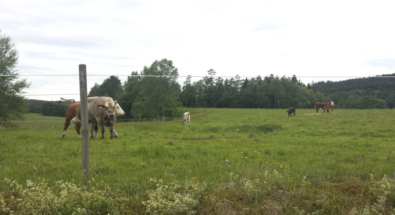 I reservatet betas delar av markerna av betesdjur. 