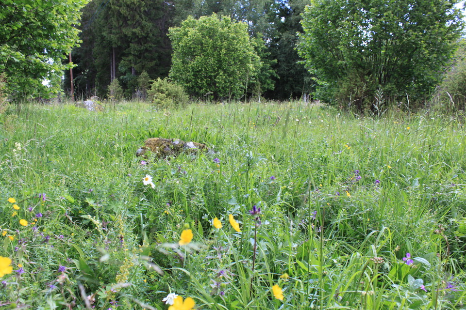 En sommaräng med massor av blommor i olika färger. 