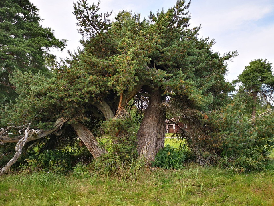 Per Sto och Per Stabbe efter Norrbo kyrka