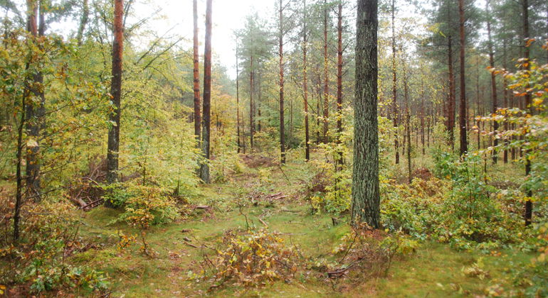 Tallskog i södra delen av reservatet.