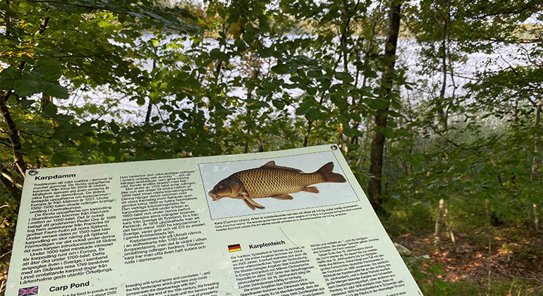 Informationsskylt om äldre karpdamm.