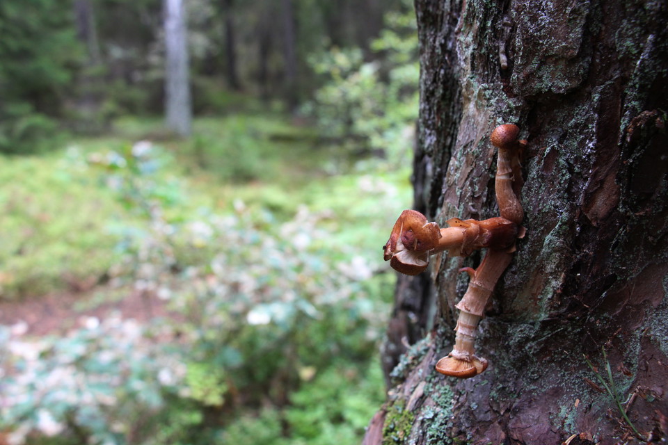 Svampar som växer på tallens bark.