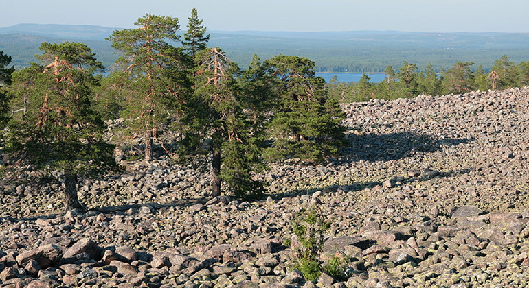 Ett av Revelbergets imponerande klapperstensfält.