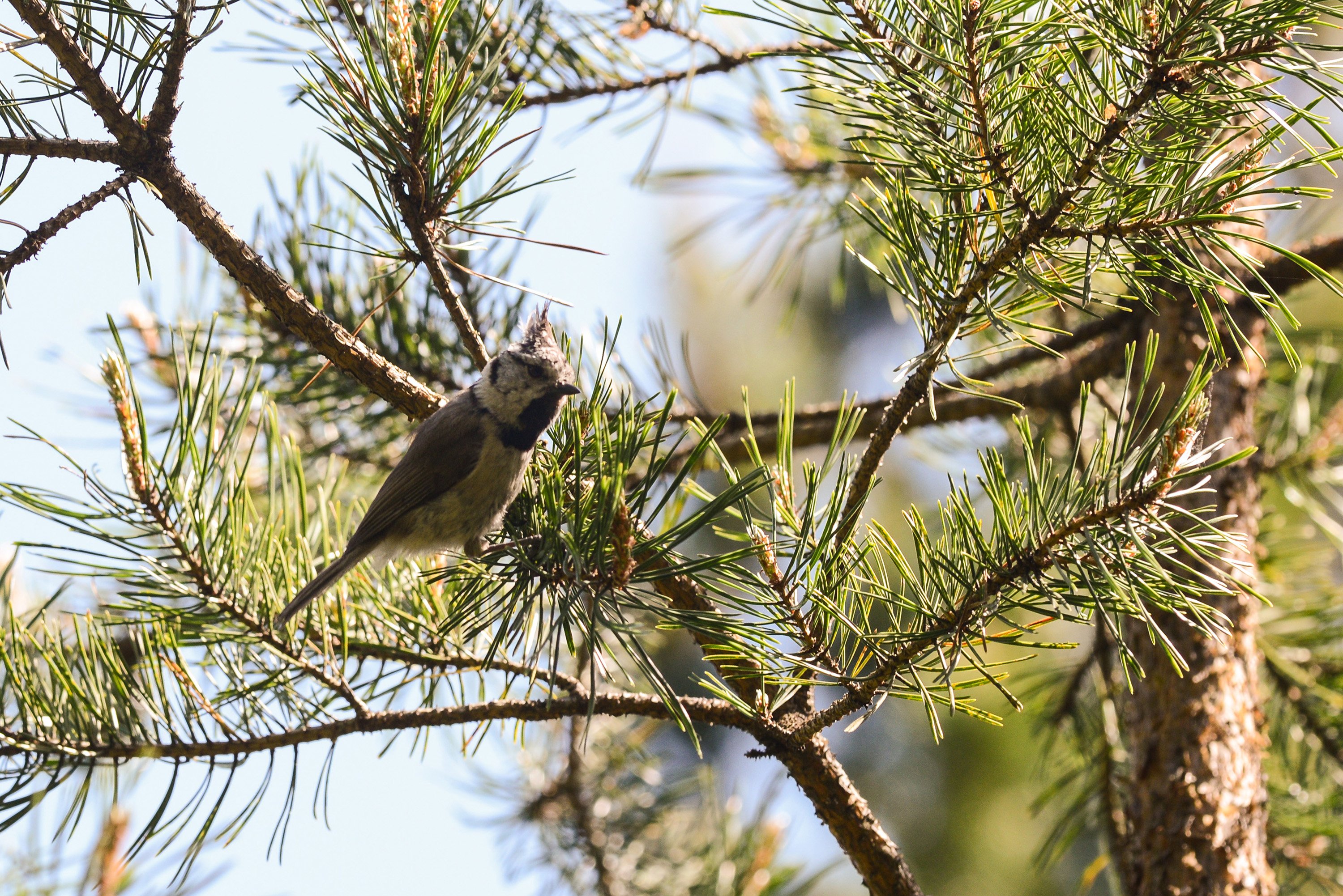 Barrskogsfågeln tofsmes trivs i Älvsjöskogen.