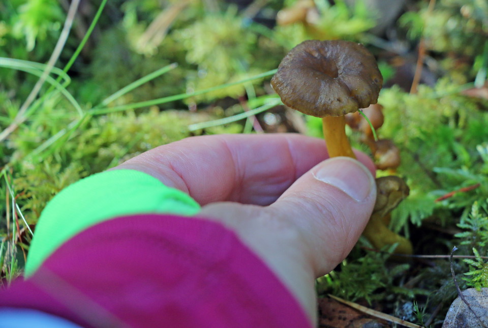 Hand som plockar en trattkantarell.