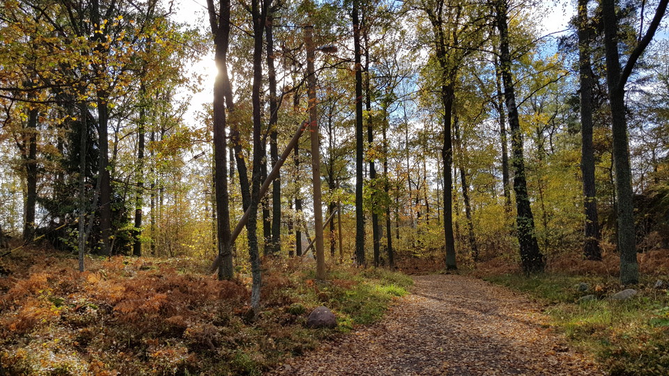 Blandskog 24 km in i Lidingöloppet. Foto Lidingö stad