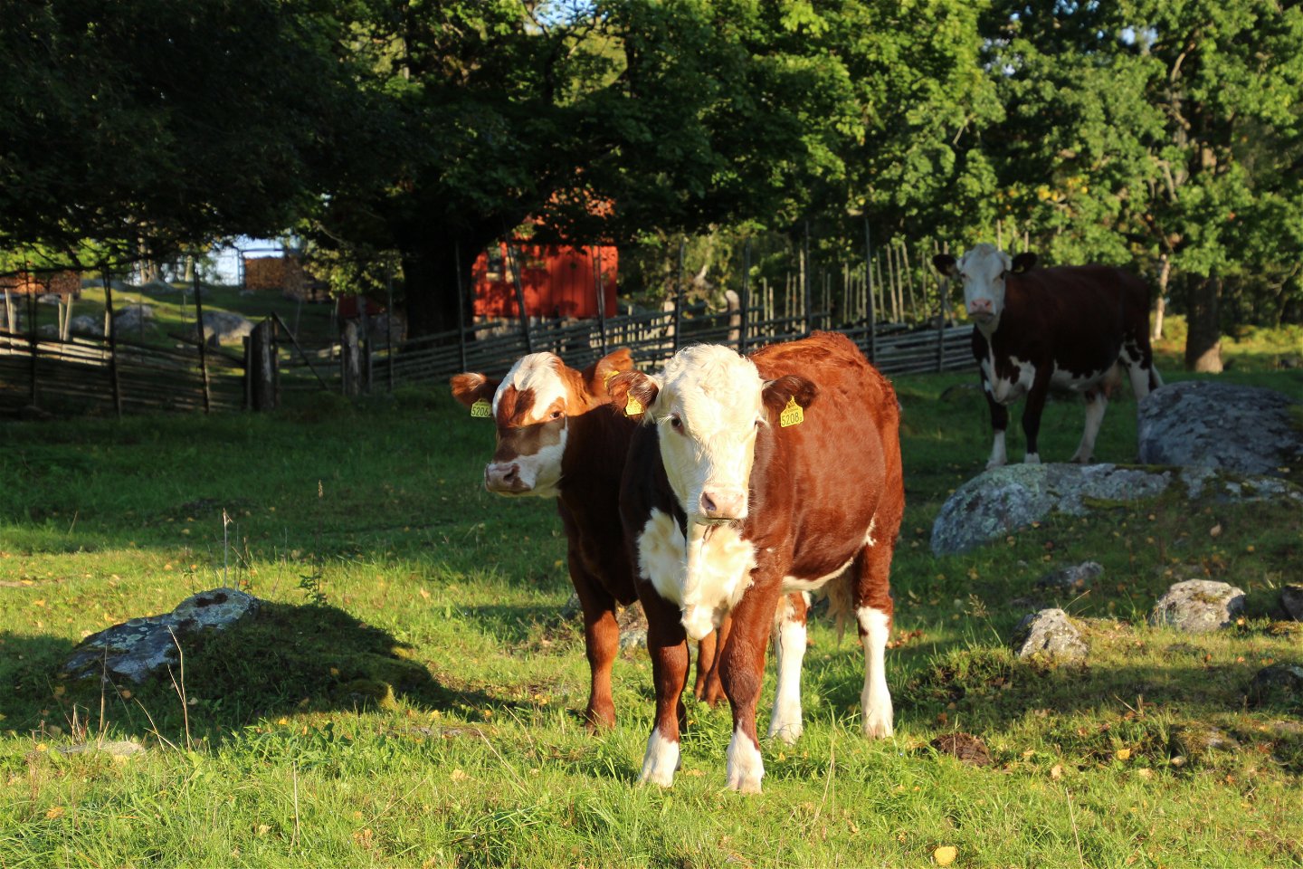 Kor betar hargmarken för att hålla landskapet öppet och gynna en artrik flora.