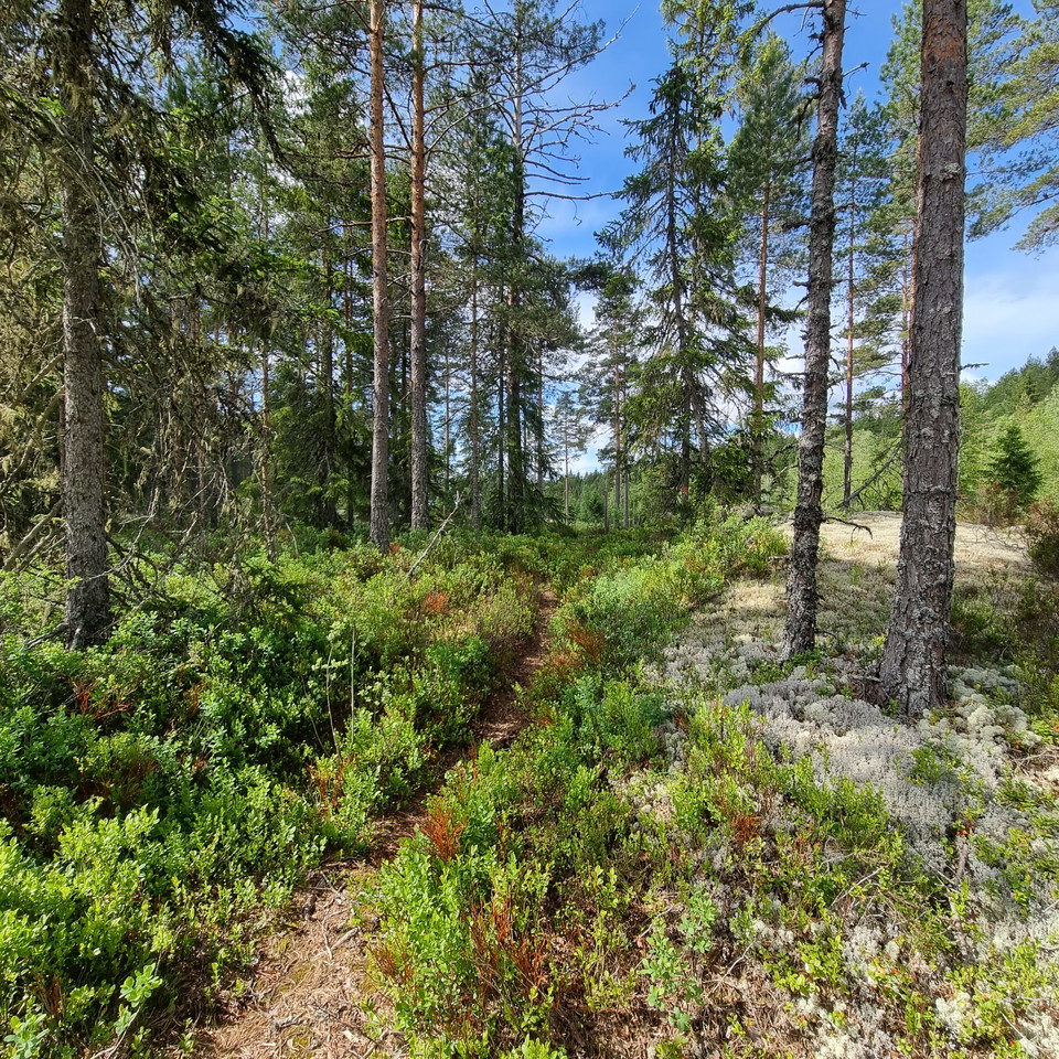 Söder om Mjögtjärnet, stora slingan