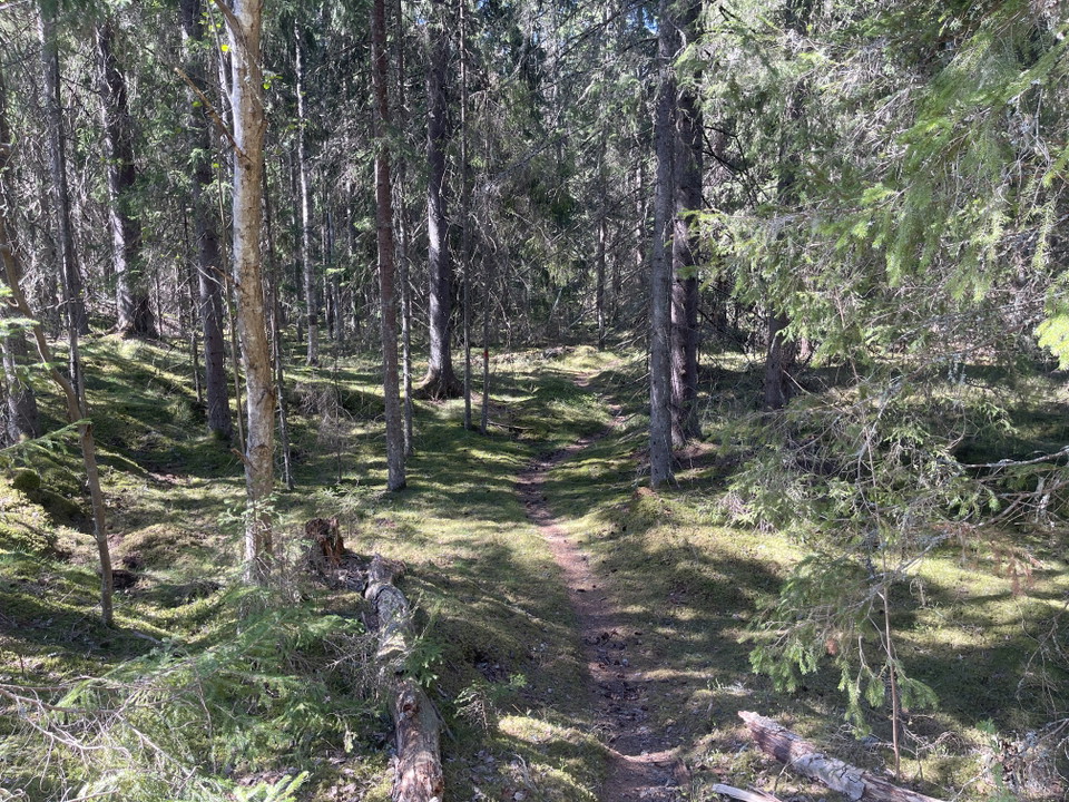 Stig genom skog.