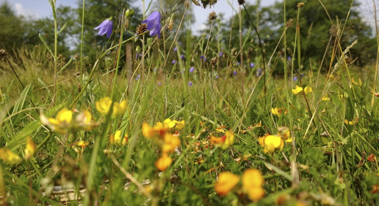 äng som blommor