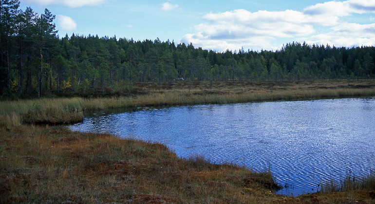 Tjärn i Skålvallsbrännan.