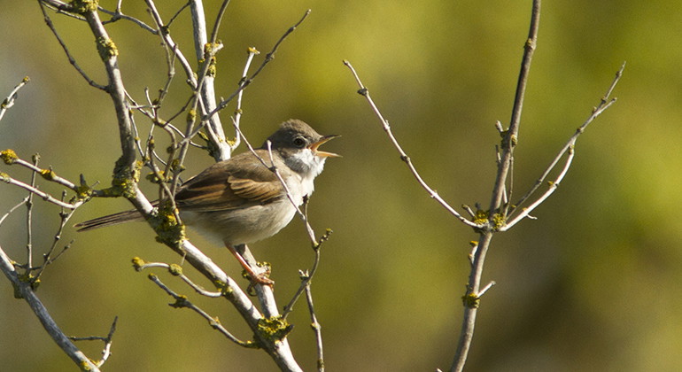 Törnsångaren trivs i torra hagmarker med spridda buskar.