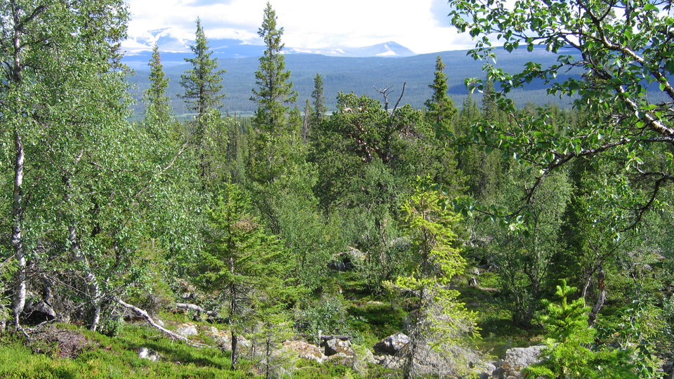 Gammelskog med fjäll i bakgrunden.