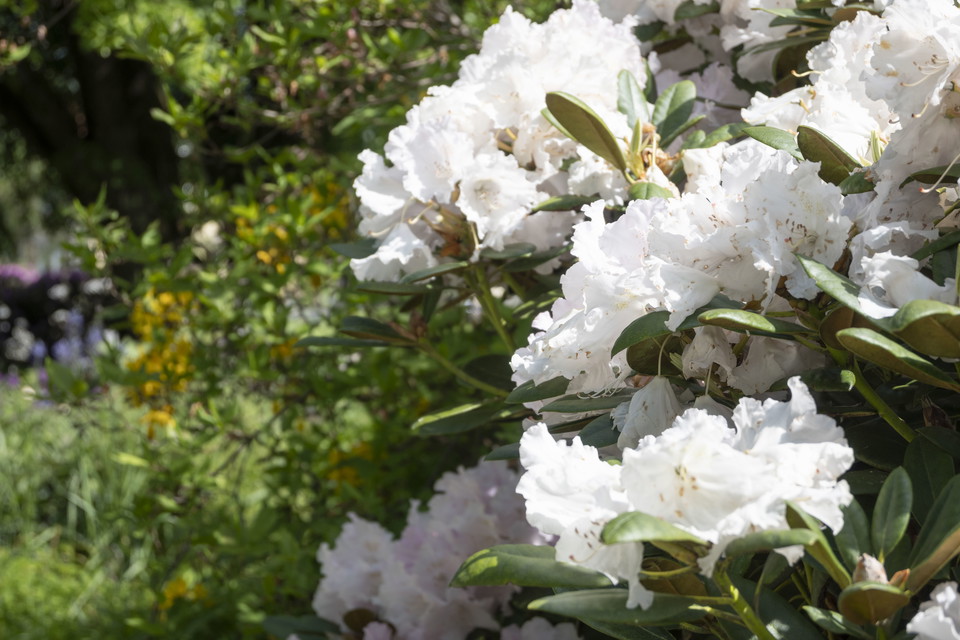 Vit rhododendron