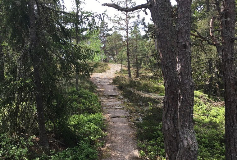 En ojämn och stenig stig går genom skogen. 