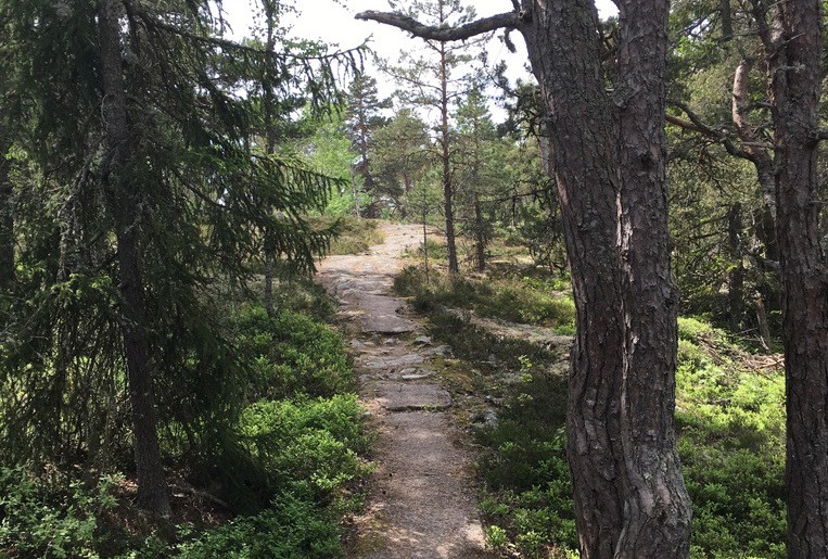 En ojämn och stenig stig går genom skogen. 