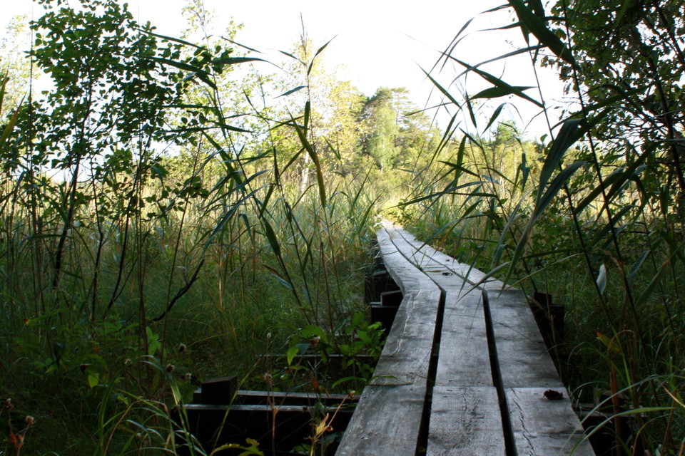 Spång vid Grillholmen.