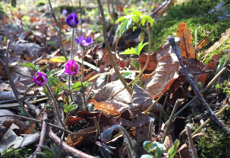 Två rosa och två blå blåsippor.